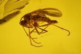 Several Detailed Fossil Flies (Diptera) In Baltic Amber #142253-2
